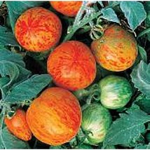 USA Seller Elberta Peach Tomato Seeds Fast Shipping - £9.56 GBP