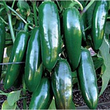 USA Seller Tormenta Hot Peppers Seeds Fast Shipping - £9.78 GBP