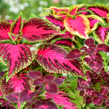 Bonsai Colorful Coleus Foliage Plants Rainbow Leaf Plant 100 PCS Seeds - $10.63