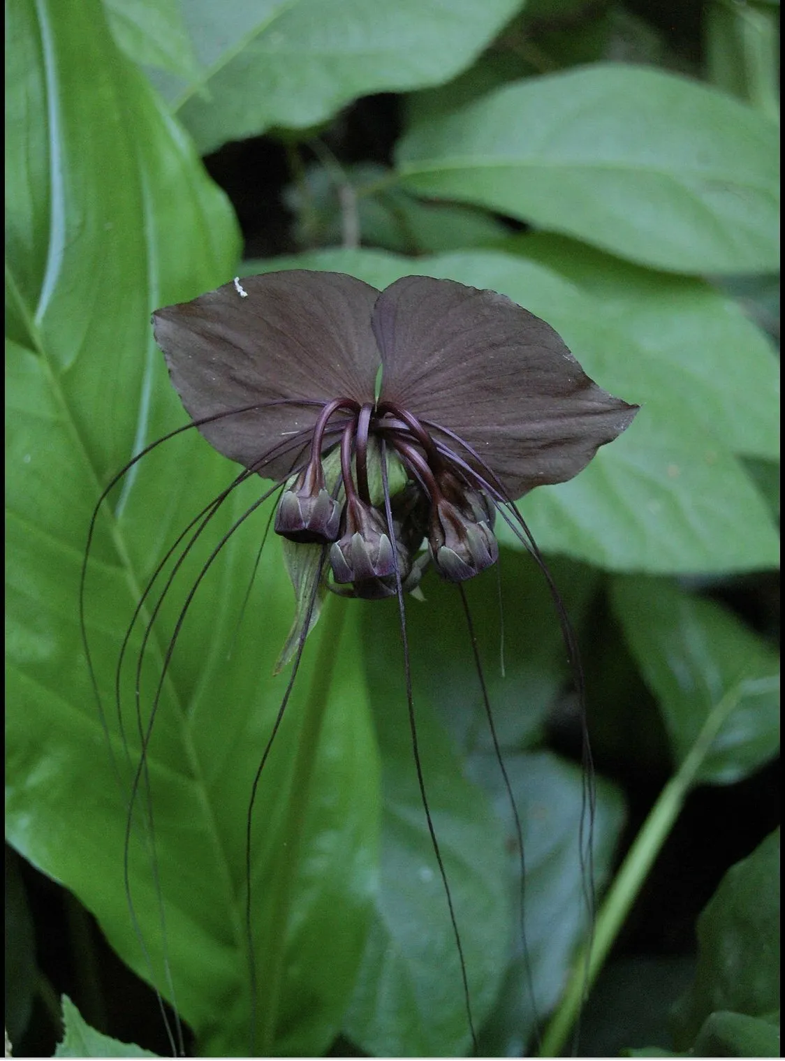 Black Bat Flower (Tacca Chantrieri) 10 Fresh Seeds - £5.57 GBP