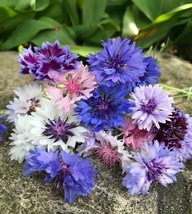 50 Doubles Mix Bachelor&#39;s Button Flower Flowers Annual Seeds - £12.01 GBP