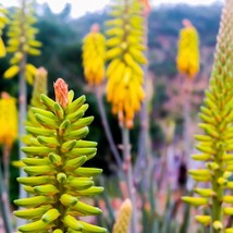 Aloe Vera Aloe Barbadensis Miller 10 Organic Seeds Fresh Garden USA SELLER - £13.19 GBP