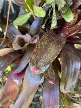 Exotic LANDSCAPE Pup Bromeliad purple green colorful -unbranded- - $382.94 MXN