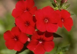 50 Fresh Seeds Phlox Annual Red - $5.98