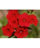 50 Fresh Seeds Phlox Annual Red - $5.98