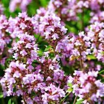 Us Seller Creeping Thyme Thymus Pulegioides Wild Groundcover Fragrant Lavender - £6.77 GBP