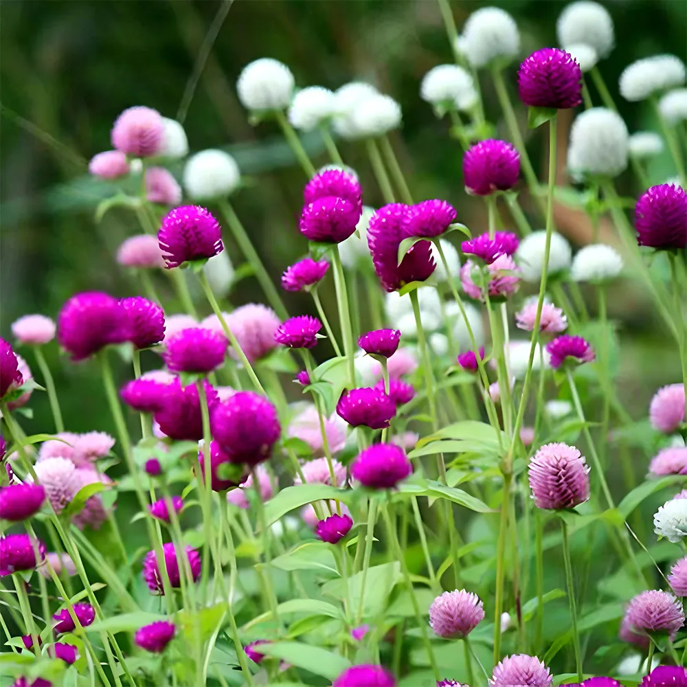 From US 200 MIXED Radiant Gomphrena Globosa Varieties Approx. 50cm -Non GMO - £6.25 GBP