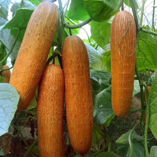 20+ Chinese Aged Cucumber Seeds ??????? 2024NEW! - $11.16