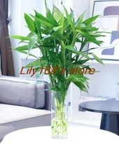 Lucky Bamboo Seeds. 20 Seeds. indoor outdoor - €8,73 EUR