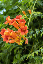 Bare Root Live Garden Plant Trumpet Vine Campsis Radicans Perennial  - $47.80
