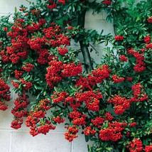 Fresh New 25 Scarlet Firethorn Pyracantha Coccinea Bush Shrub Flower Seeds USA S - £11.19 GBP