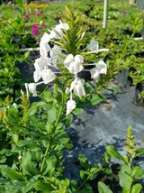 WHITE PLUMBAGO ZEYLANICA CEYLON 20&quot; FLOWER LIVE PLANT - £36.33 GBP
