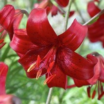 Lilies Tiger Lily Lilium Red Velvet 3 Bulbs Size 14/16 cm - $14.85
