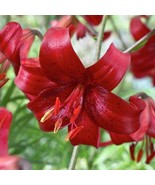 Lilies Tiger Lily Lilium Red Velvet 3 Bulbs Size 14/16 cm - £11.76 GBP