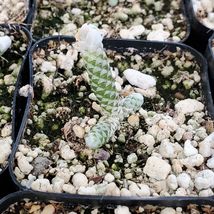Cactus Rare Avonia Buderiana Cacti Succulent Live Plant - £43.36 GBP