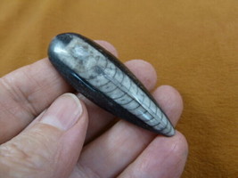 (f370-1) 2&quot; Orthoceras marbleized fossil straight shell nautiloid cephal... - $12.19