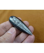 (f370-1) 2&quot; Orthoceras marbleized fossil straight shell nautiloid cephal... - $12.19