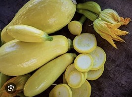 35 Plus Straightneck Summer Squash Seeds Early Prolific1 Non Gmo Open Po... - $6.00