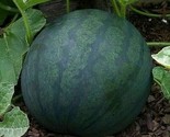 Watermelon Seeds 25 Sugar Baby Garden Fruit Bush Avg Wt 8-10 Lbs Fast Sh... - $8.99