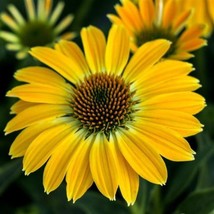 RAFHSTORE 50 Summer Solstice Coneflower Seeds Echinacea Flower Perennial Flowers - £7.11 GBP