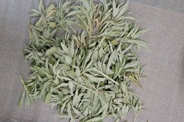 1/2lb FRESH White Sage leaf clusters 8oz (clippings sprigs leave top) - $19.36