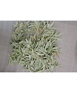 1/2lb FRESH White Sage leaf clusters 8oz (clippings sprigs leave top) - $19.36