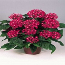 USA SELLER 25 Pentas Seeds Graffiti Bright Red Pelleted Seeds Star Flower - £16.00 GBP