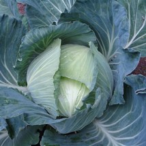 2000 Cabbage Seeds Late Flat Dutch Seeds Gardening USA SHIPPING - £10.11 GBP