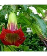 20 Seeds Brugmansia Sanguinea Red Angels Trumpet Red Brugmansia Red Datu... - $18.55