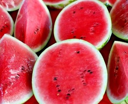 Bloomys 50 Seeds Sugar Baby Watermelon Super Sweet Fruit Heirloom Non-Gmo Melona - £7.38 GBP