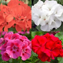 SD 20 Geranium Seeds Mix Mosquito Repellent Hanging Basket Perennial Bed... - $8,624.15 MXN