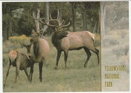 Postcard Elk Yellowstone National Park Wyoming Unused - £4.57 GBP