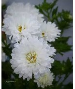 200+ Pure Snow Puff Cosmos Seeds for Garden Planting - €4,32 EUR