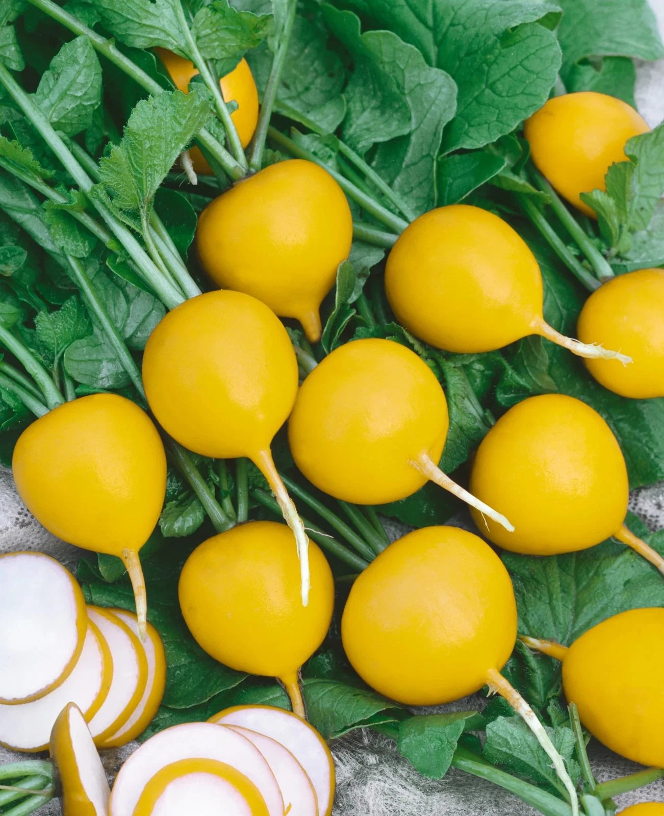 500+ Golden Helios Radish Seeds -------- Heirloom -- Organic --- FRESH - $6.85