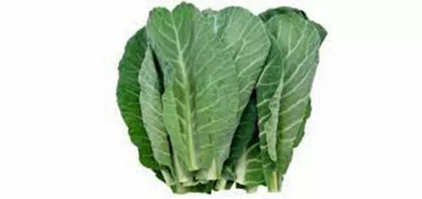 20 Seeds Collard Greens Seed, Georgia Southern, Heirloom, Non Gmo - £9.09 GBP