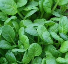BStore Tatsoi Mustard Seeds 300 Asian Culinary Microgreens Garden Salads - £6.75 GBP