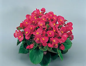 Begonia Ambassador Rose 1,000 seeds - $27.70