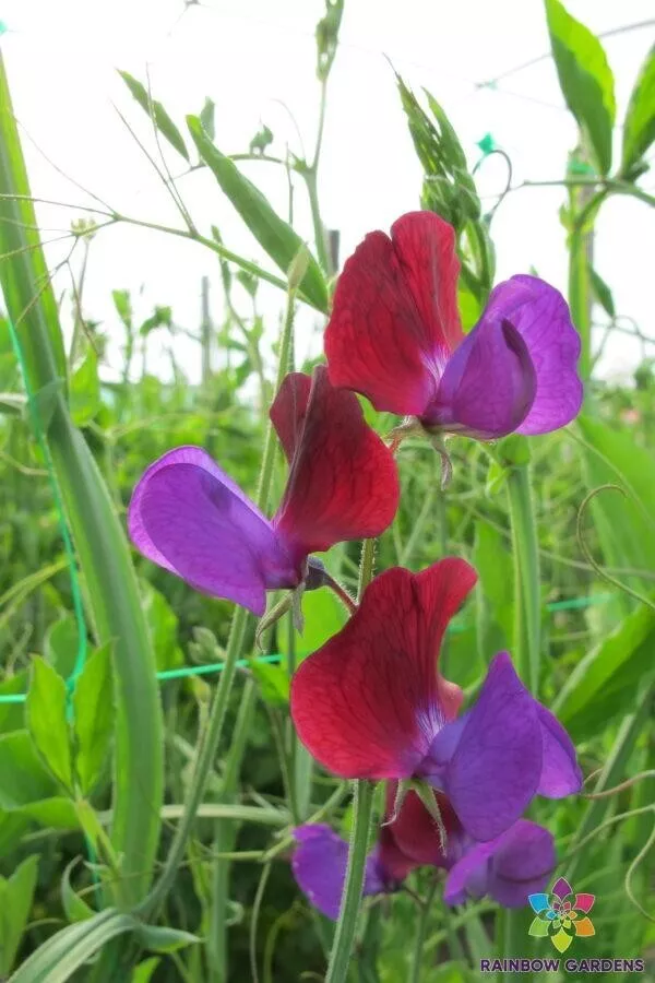 US Seller 50 Cupani Sweet Pea Seeds New Fresh - $5.48