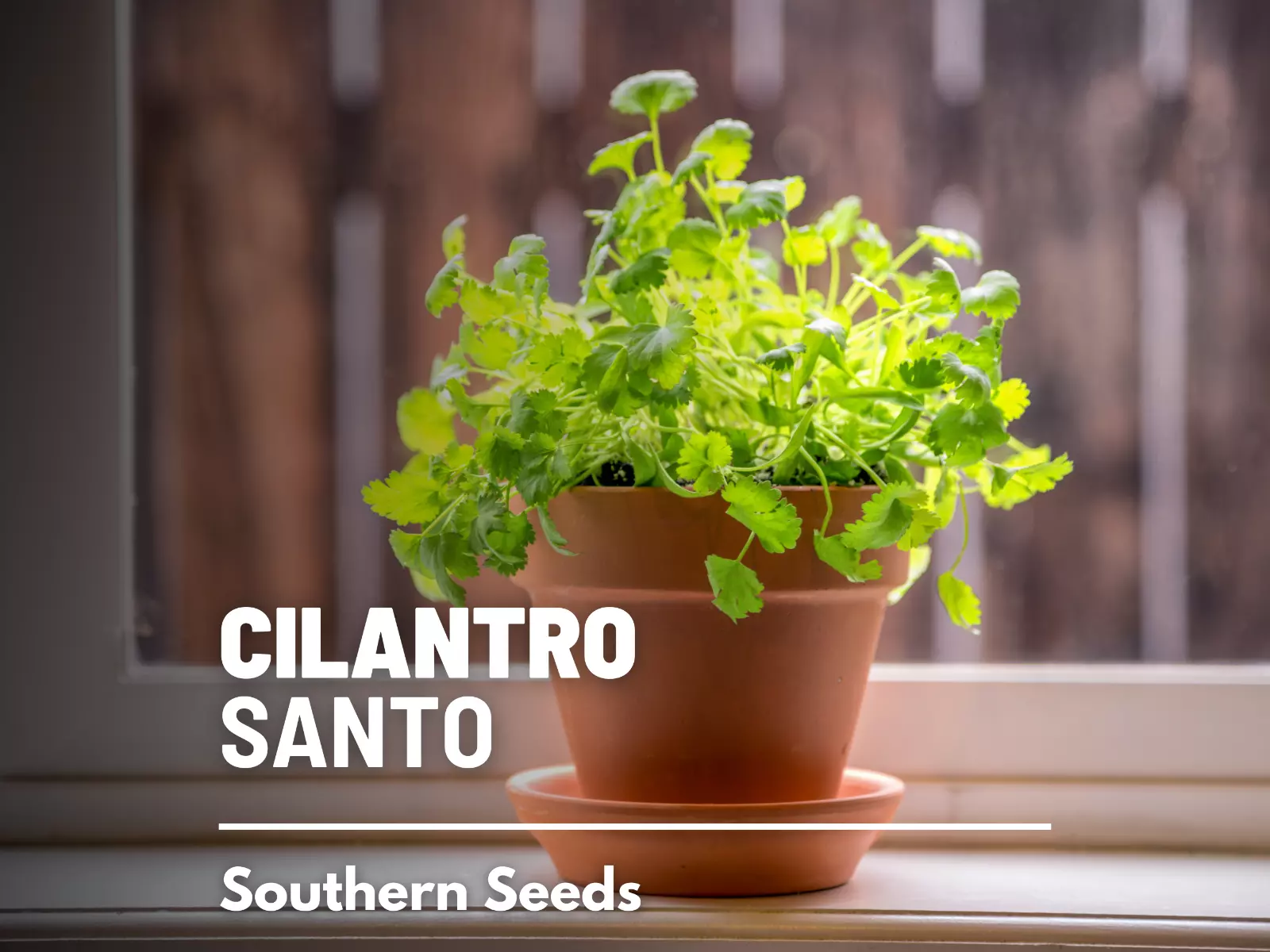 Cilantro (Coriander), Santo - Heirloom Seeds - Culinary &amp; Medicinal Herb - $10.37
