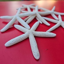 White Finger 5&quot; to 7&quot; Star Fish Beach Souvenirs Wedding Decor - $4.46
