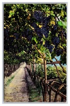 Grapes on Vine In Vineyard Una Matura Merano Italy UNP DB Postcard U25 - £4.50 GBP