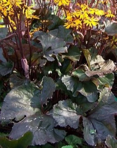 THJAR Ligularia dentata &#39;midnight lady&#39; 10 seed - €4,13 EUR