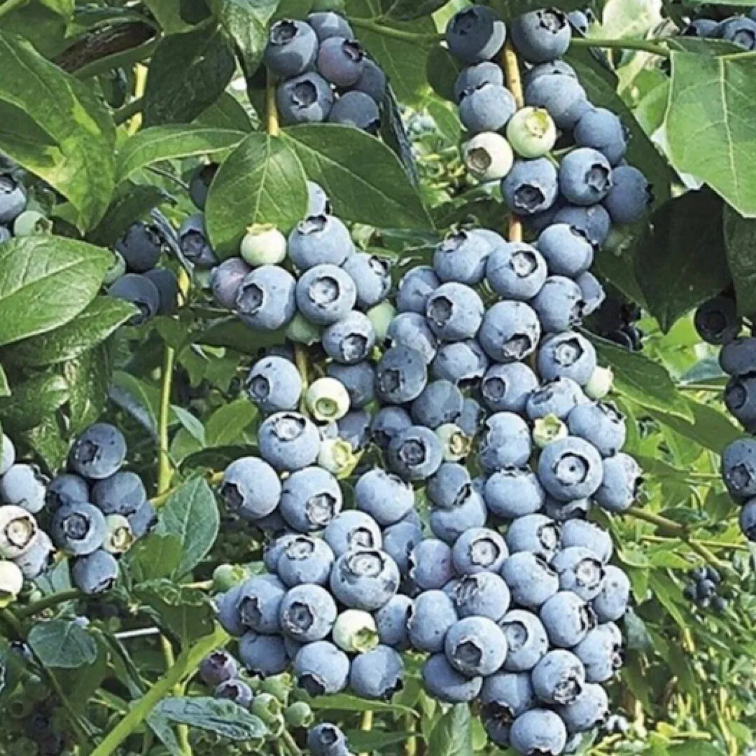50 Seeds Blueberry Fruit Southern Highbush (Vaccinium Corymbosum) Seller US - £7.52 GBP