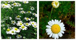 Plant Roman Chamomile Herb - Chamaemelum nobile - Herb - Lawn Substitue ... - £32.22 GBP