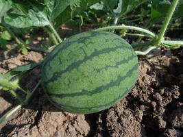 SEPT 20 Ct Sugar Baby Watermelon Seeds - £4.39 GBP