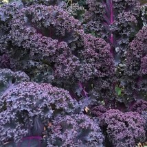 Fresh Garden Scarlet Kale, NON-GMO, Dark Purple, Ornamental and Edible, FREE SHI - £6.57 GBP