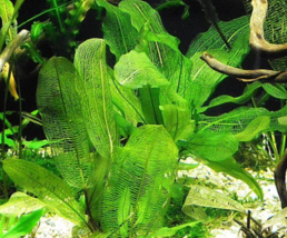 Aquarium Plant Freshwater Madagascariensis Aponogeton Madagascar Lace Bu... - £25.95 GBP