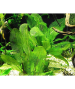 Aquarium Plant Freshwater Madagascariensis Aponogeton Madagascar Lace Bu... - £25.99 GBP