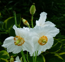 30 Meconopsis White Poppy Seeds Flower Perennial - £14.35 GBP