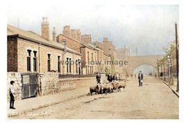 ptc8842 - Yorks&#39; - Early view, Sheep along Denby Dale Rd, Wakefield - pr... - $2.80
